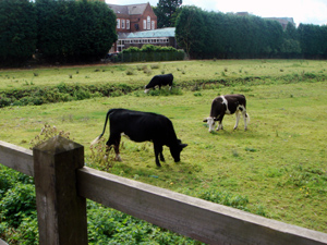 cow-0816.jpg